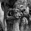 Iris & Alice in a monster tree